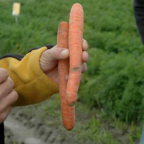 Het verschil in schade door de wortelvlieg en de wortelmineervlieg: de schade van de wortelvlieg zit meer midden in de peen, terwijl de mineervlieg vanuit het loof de peen in trekt en in de kop zijn mineergangen aanlegt (de achterste peen). De mineervlieg