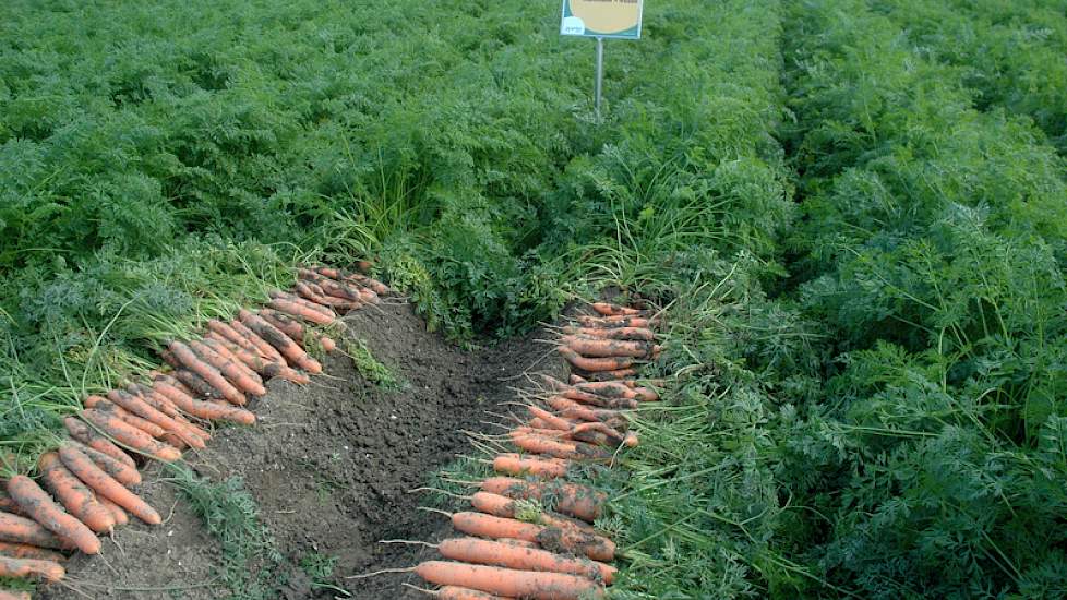 Op een ander veld zijn verschillende manieren van rugopbouw met elkaar vergeleken, en wat de invloed van deze technieken is op de opbrengst en de kwaliteit van de peen. Ook hier zijn de onderlinge verschillen niet groot. Bij het standaard frezen een dag v