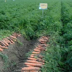 Op een ander veld zijn verschillende manieren van rugopbouw met elkaar vergeleken, en wat de invloed van deze technieken is op de opbrengst en de kwaliteit van de peen. Ook hier zijn de onderlinge verschillen niet groot. Bij het standaard frezen een dag v