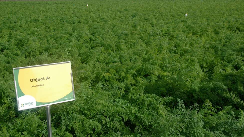 In het proefveld voor ziektebestrijding is weinig verschil te zien, omdat de ziektedruk in de regio dit seizoen laag is geweest, zegt Cok van de Maarl van Agrifirm Plant. ‘Dat is altijd jammer in een proefveld.’ Volgens hem neemt de vitaliteit van het onb