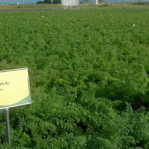 In het proefveld voor ziektebestrijding is weinig verschil te zien, omdat de ziektedruk in de regio dit seizoen laag is geweest, zegt Cok van de Maarl van Agrifirm Plant. ‘Dat is altijd jammer in een proefveld.’ Volgens hem neemt de vitaliteit van het onb