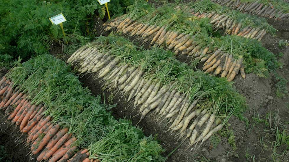 De zaadbedrijven presenteren hun rassen, sommige zijn nieuw en staan nog onder nummer, andere zitten al langer in het pakket. Ook liggen er veldjes met meerdere peenrassen met andere kleuren dan de standaard oranje, zoals bij Nickerson-Zwaan en Nunhems Za