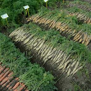De zaadbedrijven presenteren hun rassen, sommige zijn nieuw en staan nog onder nummer, andere zitten al langer in het pakket. Ook liggen er veldjes met meerdere peenrassen met andere kleuren dan de standaard oranje, zoals bij Nickerson-Zwaan en Nunhems Za