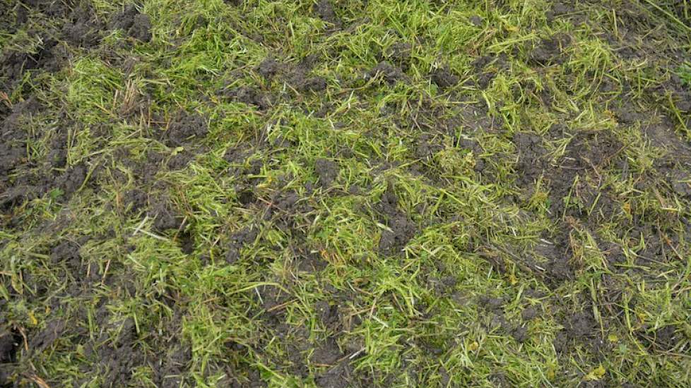 Inmengen van groenbemesterresten kan een schijveneg goed. De losse laag is echter wel een risico wanneer nog geploegd moet worden. Als in de losse laag regen valt, wordt dit een slecht drogende pappige laag waarin weinig grip is voor de trekker nadien. Sc