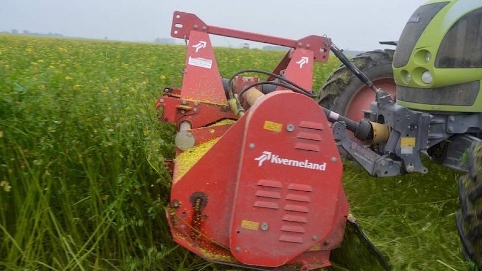 Om te zien wat het resultaat is bij een groenbemester van gemiddelde omvang rijdt de trekker nu door het gewas met de klepelbak half hoog.