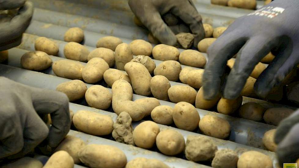 De aardappelen zijn eerst over een kluitenscheider gegaan, waardoor 80 procent van de kluiten er uit is. Maar desondanks zitten er nog behoorlijk wat kluiten in deze partij. ‘Kluiten zijn het grootste probleem dit seizoen. Er zit wel eens een phytophthora