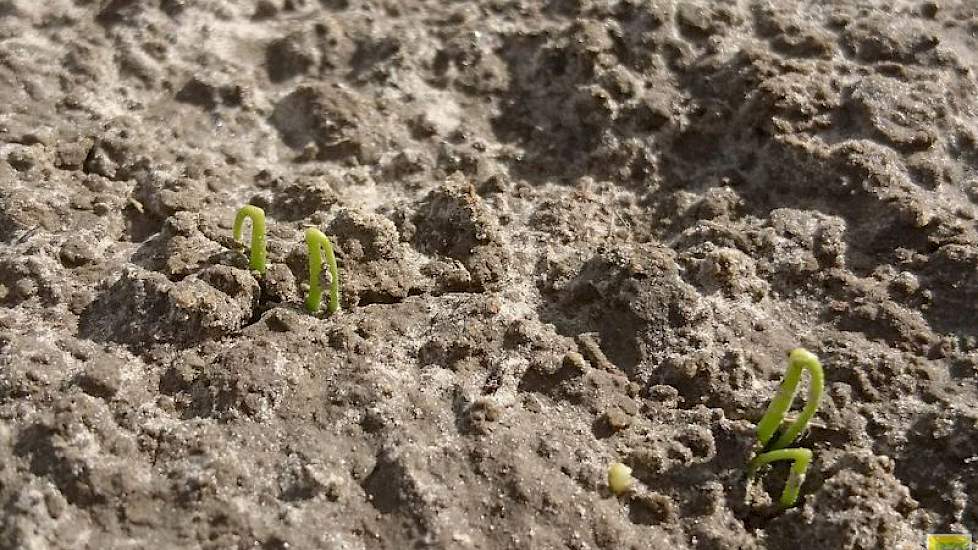26 april: De eerste uien komen boven.