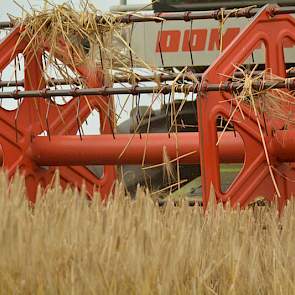 Het maaibord van deze combine is 5,5 meter breed.