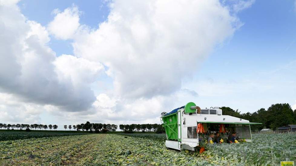 Naast de spruiten (103 hectare) verbouwen de broers suikerbieten en zaaiuien. In de kassen telen ze uitgangsmateriaal voor spruitkool, petunia’s, violen en spinaziezaaigoed.