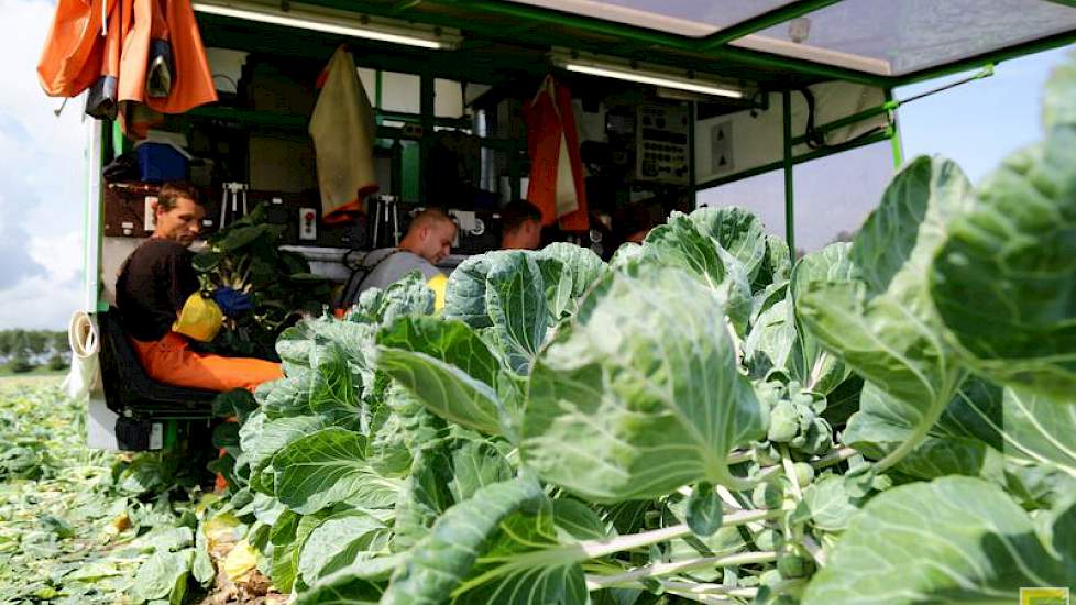 Voor de spruitenteler is deze oogstperiode de belangrijkste periode van het jaar. „Het is heel spannend om er weer mee aan de slag te gaan. Alles moet organisatorisch kloppen. De kunst is om personeel en de machine goed op elkaar af te stemmen zodat alles