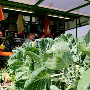 Voor de spruitenteler is deze oogstperiode de belangrijkste periode van het jaar. „Het is heel spannend om er weer mee aan de slag te gaan. Alles moet organisatorisch kloppen. De kunst is om personeel en de machine goed op elkaar af te stemmen zodat alles