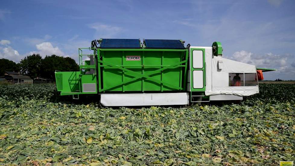 Het werk op het land is voorlopig nog niet klaar. De spruitenteler zegt nog tot januari bezig te zijn met het oogsten van de spruiten.
