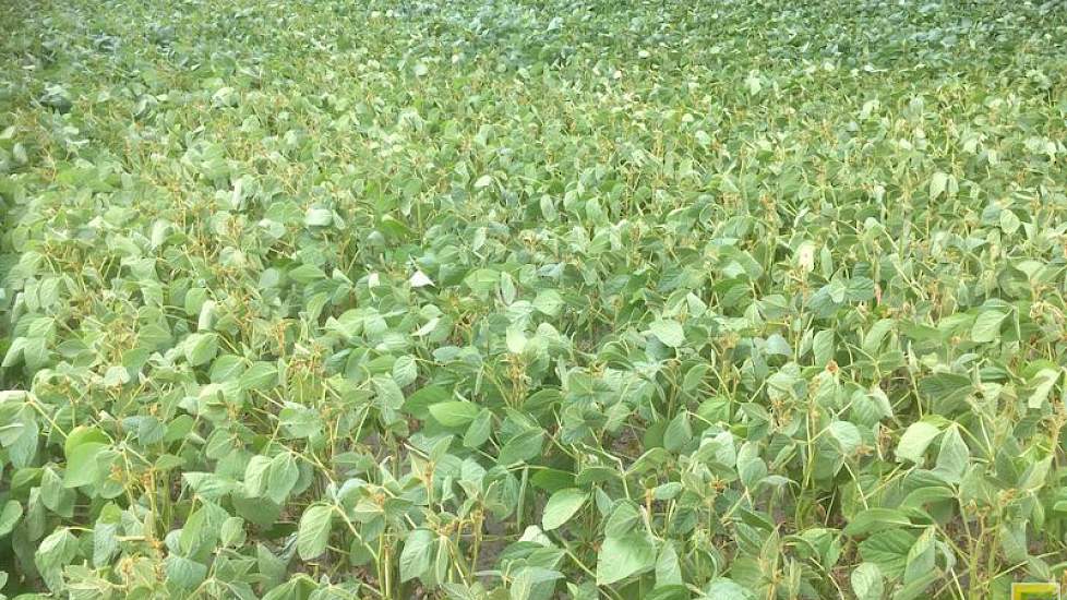 16 juli: Deze soja groeit op een zandkop en heeft daardoor eerder last van droogte.