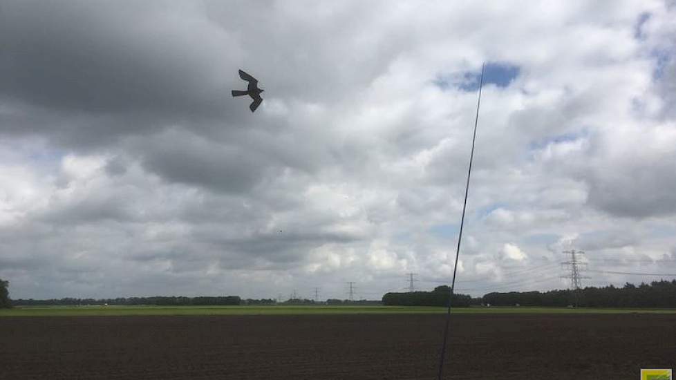 13 mei: Het boontje is een lekkernij voor duiven, dus vanaf nu is het goed opletten of er vogels bij de bonen zitten. Ter bescherming heft Nijhoff twee vogelverschrikkers geplaatst.