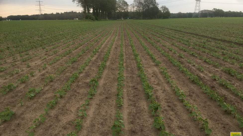 25 mei: Het gewas staat er nu drie weken. De planten maar ook het onkruid groeien goed door. Daarom is er weer gespoten met een bodemherbicide.