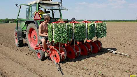Biologisch akkerbouwer Huib Rijk in Biddinghuizen (FL) was de afgelopen week druk met het planten van bloemkool. Rijk teelt drie hectare bloemkool in negen plantingen. Om de twee weken een stukje.