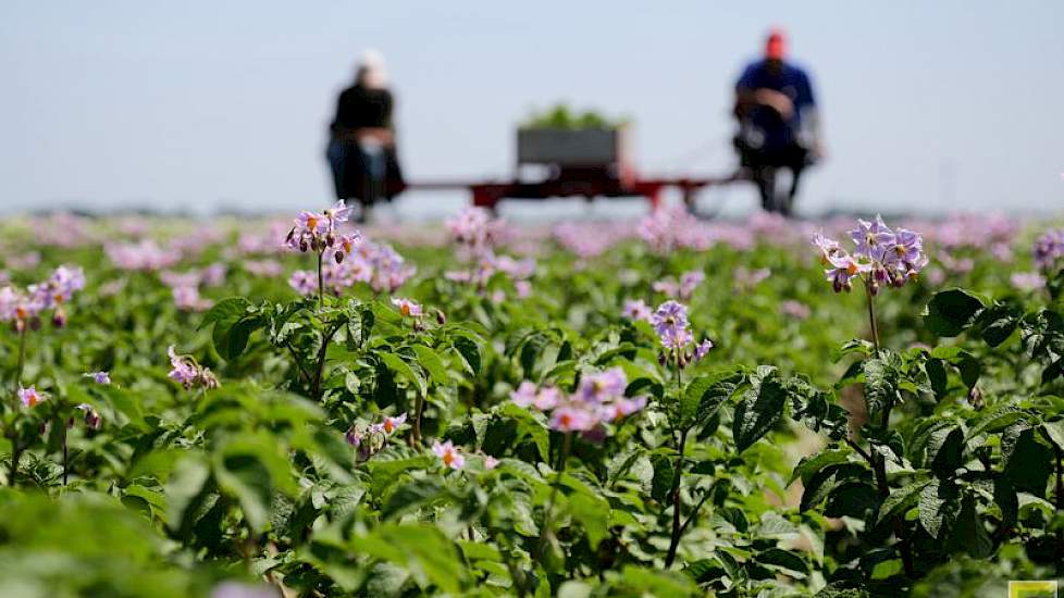 Daarnaast telen de neven op hun eigen bedrijven ook pootgoed, samen selecteren ze 35 hectare pootgoed.