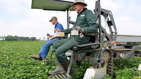 Biologisch-dynamisch akkerbouwer Niek Vos (rechts) en een medewerker selecteren pootgoed van het ras Sevilla, een phytophthora resistent ras. Vos teelt in totaal 10 hectare aardappelen.