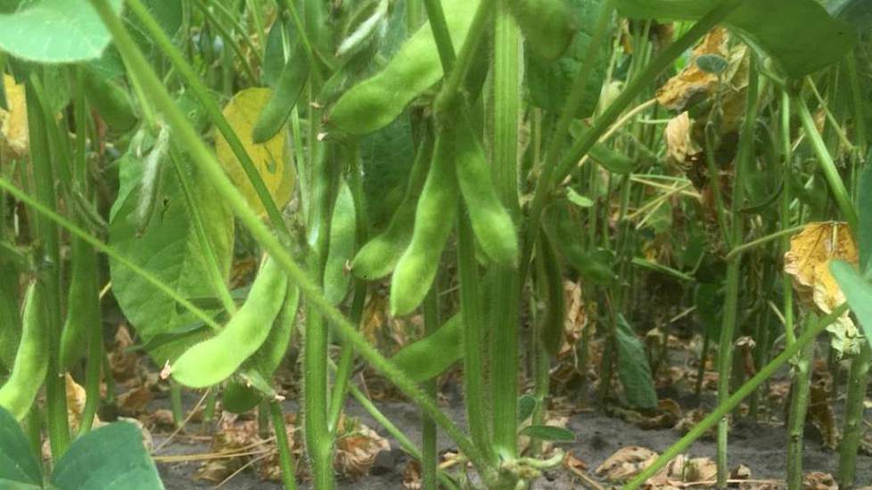 16 juli: De eerste peulen zitten aan de plant.