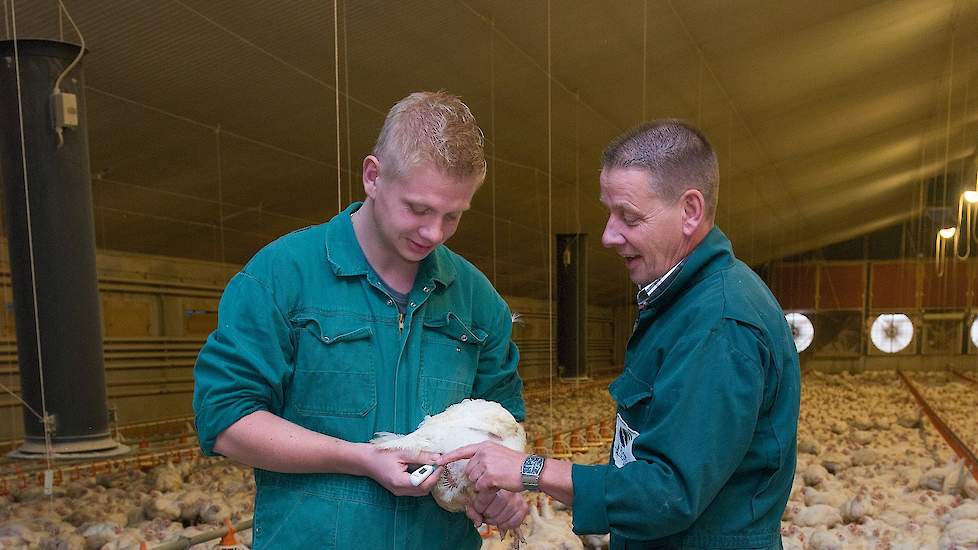 Het meten van de kuikentemperatuur is essentieel in hun aanpak. „Om tot optimale omstandigheden te komen, moet je de temperatuur van de kuikens meten, want deze temperatuur is niet af te lezen uit het gedrag van de kuikens”, legt Geert uit.