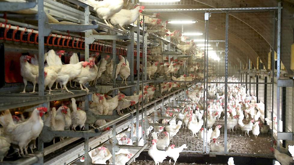De pluimveehouders sloopten de complete melkveestal. Ze lieten alleen de spanten en gordingen intact en plaatsten de spanten van de buurman erachter. Dankzij zijn jarenlange ervaring kon Verwolf de stal gedeeltelijk zelf bouwen. In november 2013 namen ze