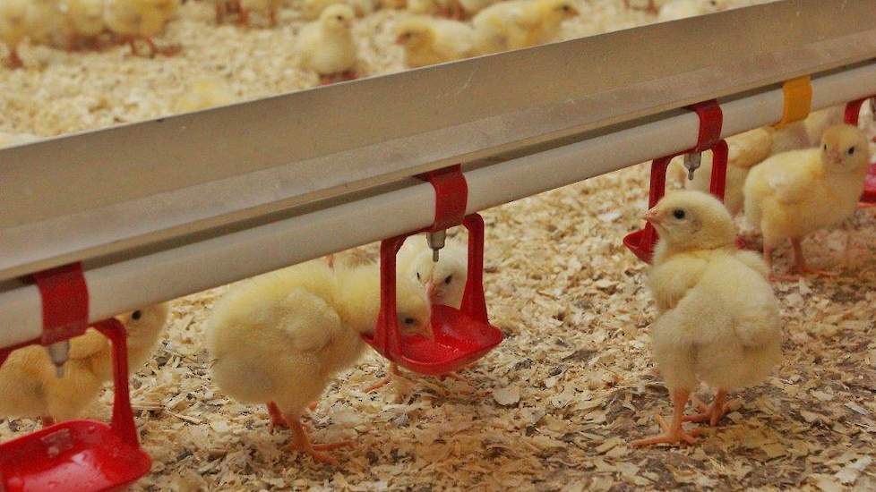Bij jonge vleeskuikens kan de drinkwaterkwaliteit verrassend snel verslechteren als er antibiotica door het drinkwater verstrekt wordt na bijvoorbeeld een dooierrestontsteking. Daarvoor waarschuwt drinkwaterspecialist Joost Straathof van JS Water.