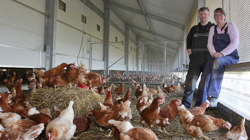 Karel Niestijl (46) en zijn partner Jolanda Haan (46) uit Veendam houden in twee stallen 9.000 witte biologische hennen en 32.500 bruine hennen volgens het één ster Beter Leven keurmerk van de Dierenbescherming. Voor de brand in februari 2015 hielden ze 4