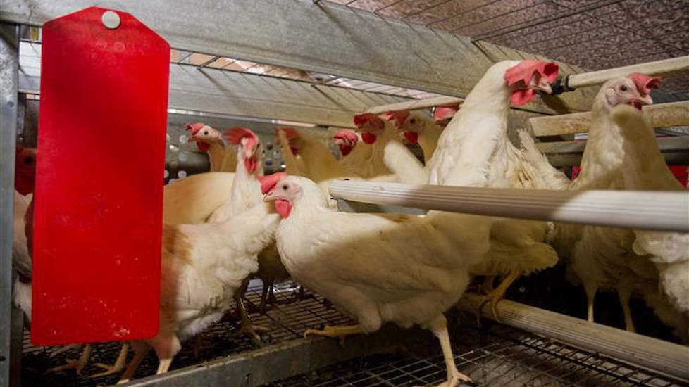 Het leghennenbedrijf in Tollebeek (FL), waar Animal Rights filmopnamen zou hebben gemaakt, voldoet aan geldende wet- en regelgeving. Dat zegt woordvoerder Tjitte Mastenbroek van de NVWA na vragen van Pluimveeweb.nl.