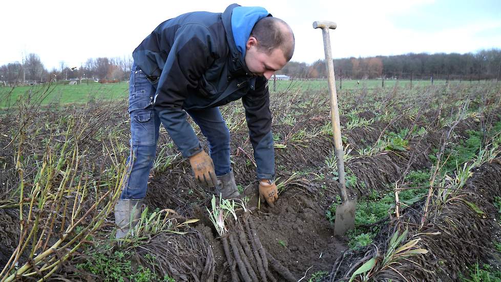 Jan van Geffen is in 1988 vanuit Lunteren (GD) naar Lelystad gekomen. „Ik ben hier met 10 hectare bioteelt begonnen, onder meer ook met schorseneren.” Samen met zijn zoon Sam (foto) teelt Van Geffen nu elk jaar zo’n 8 hectare schorseneren. „En dat doen we