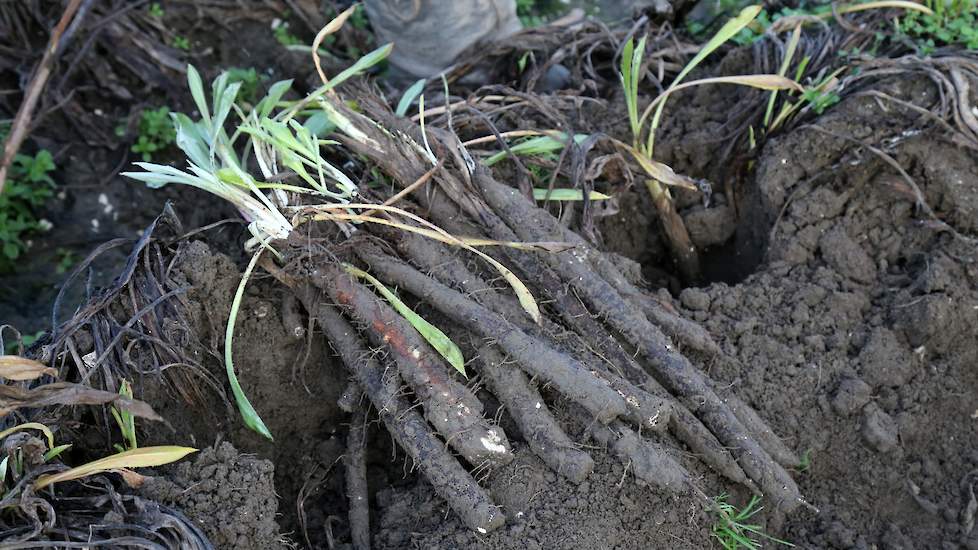 De schorseneren die op de percelen van Arenosa groeien zijn van het Hazera-ras Alpha. Dat ras komt er op deze grond goed uit. „Het is hier zavel, 12 procent afslibbaar.” De schorseneren zijn afgelopen jaar medio mei gezaaid. Na het zaaien is er 10 millime