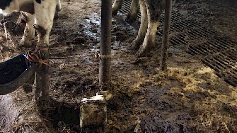 59 koeien weggehaald bij Friese vleesveehouder - Veldpost