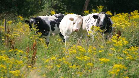 Bijna half miljoen voor natuurinclusief boeren in Groningen - Veldpost