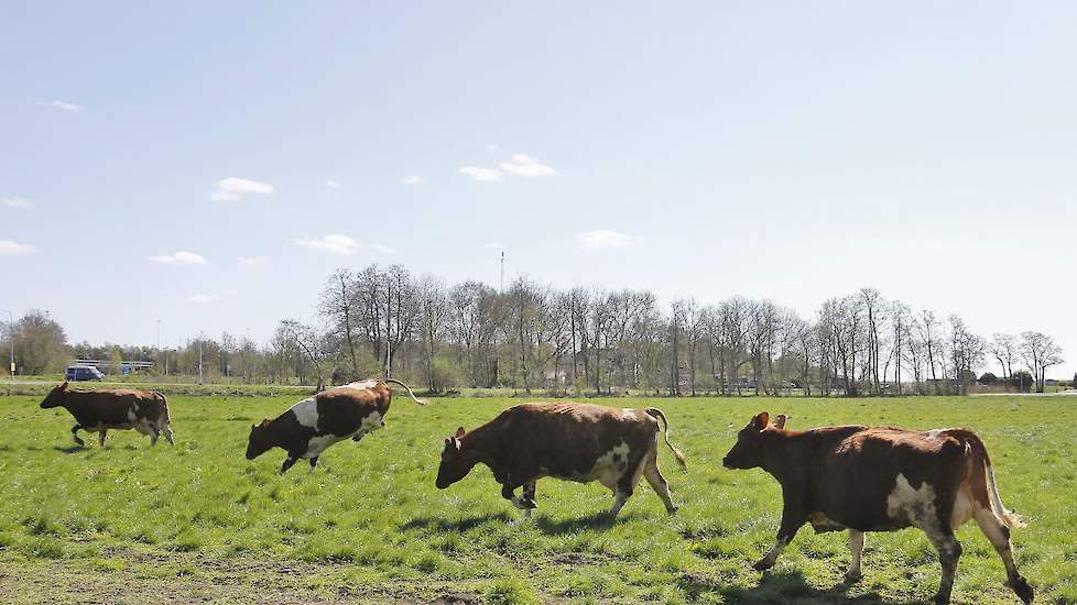 Daarnaast waren er ook hamburgers van eigen vlees te proeven.