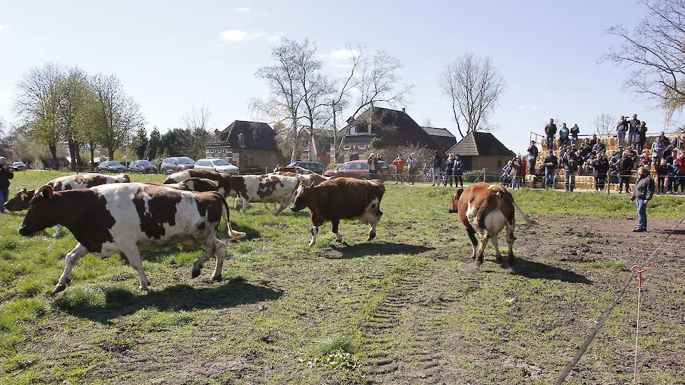 Bijzonder aan het fokcentrum is dat de koeien ook gemolken worden. Tijdens de koeiendans konden bezoekers dan ook rauwe melk proeven van de tap.