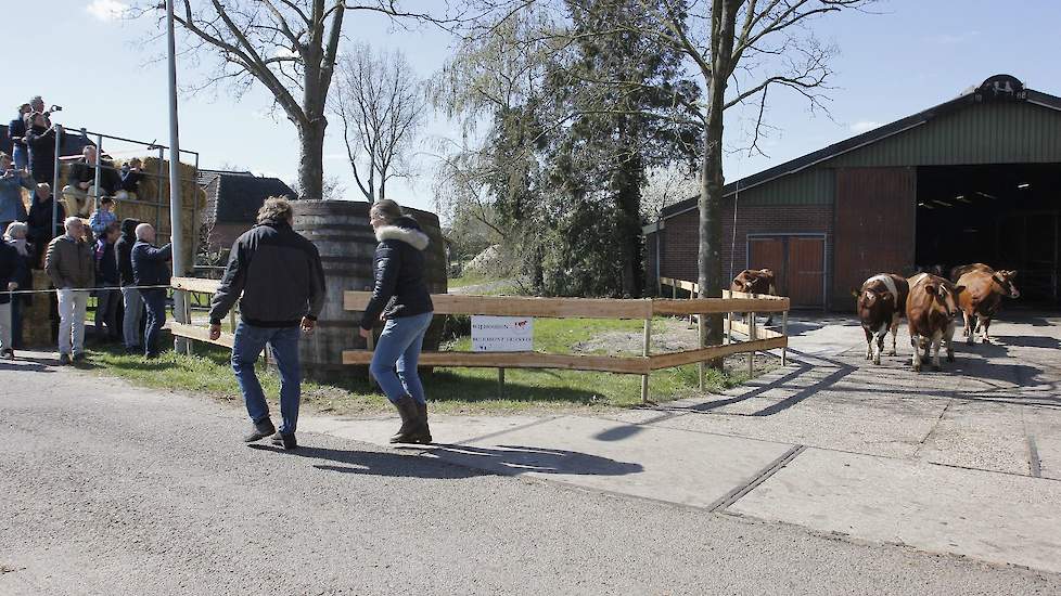 De eerste koeien komen de stal uit om hun weg te vervolgen naar de wei.