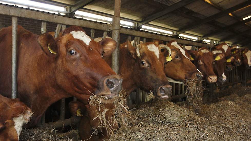 De 70 melkkoeien mochten woensdag 10 april voor het eerst naar buiten.