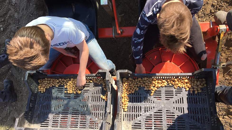 De miniknollen blijven vier tot vijf teeltjaren op het bedrijf van Biemond. „Vroeger deden wij pootgoed via traditionele stammen en nu doen we dat al weer een hele tijd met deze In-vitro miniknollen.” De prijs voor dit uitgangsmateriaal ligt volgens Cor B