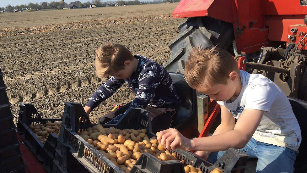 De miniknollen, het uitgangsmateriaal voor pootgoed, zijn op Goede Vrijdag en de zaterdag voor Pasen gepoot. Cor: „We hebben een gesloten bedrijf en proberen zo weinig mogelijk aan te kopen. Deze miniknollen van diverse handelshuizen zijn schoon, steriel,