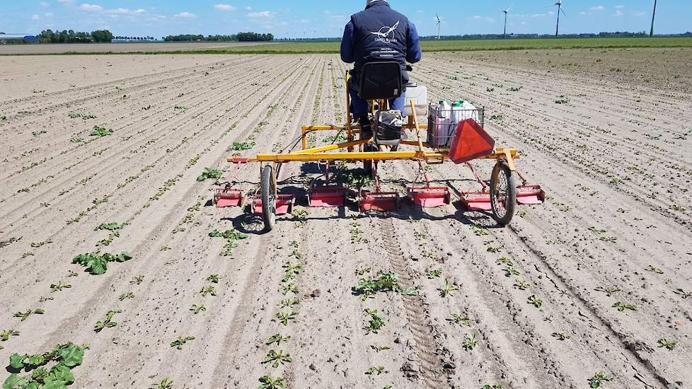 Vader Wim Rampen sruurt de machine door het gewas. Het werktuig is voorzien van zeven doekjes die tussen de bietenrijen over de grond slepen. De doekjes zijn gekoppeld aan een buisje dat is gevuld met verdunde Roundup. Het doekje neemt het middel op, en a