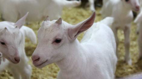 Fryslân wil geitenstop verlengen; wel één uitzondering | Veld-post.nl - Landbouwnieuws voor Noord-Ne