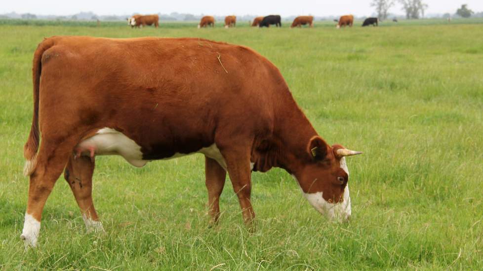 Boerderij Eytemaheert telt een veestapel van 150 Groninger Blaarkoppen. Maurits en Jessica Tepper begonnen vier jaar geleden met vijf kalveren te kopen. De droom een boerderij te hebben leek niet in de weg te worden gezeten door de fosfaatwetgeving, omdat