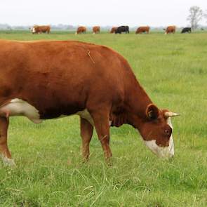 Boerderij Eytemaheert telt een veestapel van 150 Groninger Blaarkoppen. Maurits en Jessica Tepper begonnen vier jaar geleden met vijf kalveren te kopen. De droom een boerderij te hebben leek niet in de weg te worden gezeten door de fosfaatwetgeving, omdat