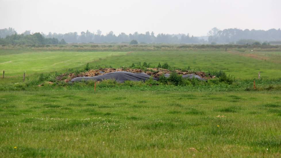 De 150 Groninger Blaarkoppen werden alleen voor het vlees gehouden, maar zodra de afkalfperiode begint, gaat het melken ook van start. Er is een stal gebouwd op Eytemaheert. De akkers zijn voor de vogels, volgens Maurits, maar ook voor voedsel voor mensen