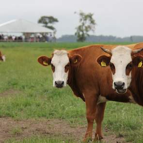 De Groninger Blaarkoppen van Maurits en Jessica Tepper op Eytemaheert, hebben een huiskavel van zo’n 35 hectare ter beschikking. Het werken met robuuste dubbeldoelrassen die passen in een moderne kringlooplandbouw, met behoud van genetische diversiteit, i