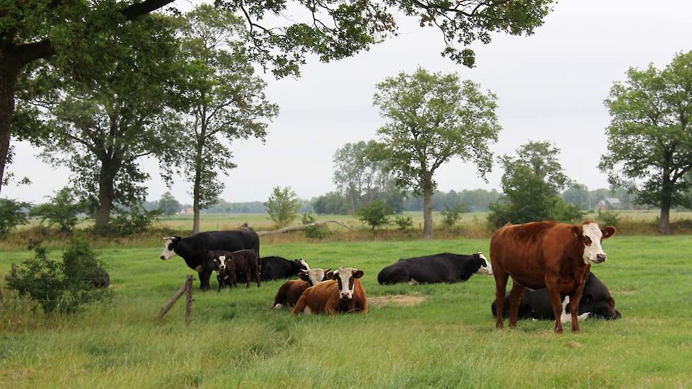 Een kalf kijkt nieuwsgierig naar de bezoekers. Met de visie op kringlooplandbouw geeft minister Schouten van Landbouw, Natuur en Voedselkwaliteit de richting aan voor een toekomstbestendige Nederlandse landbouw. Cruciaal hierin zijn efficiënte benutting v