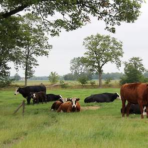 Een kalf kijkt nieuwsgierig naar de bezoekers. Met de visie op kringlooplandbouw geeft minister Schouten van Landbouw, Natuur en Voedselkwaliteit de richting aan voor een toekomstbestendige Nederlandse landbouw. Cruciaal hierin zijn efficiënte benutting v