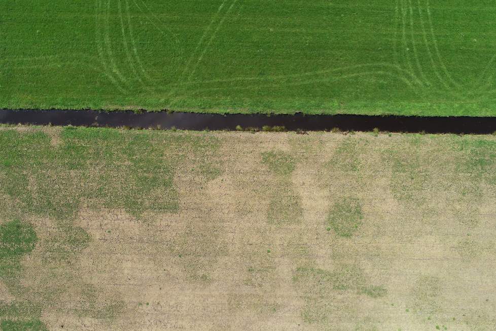 Muizenschade is te herkennen als lichte vlekken in het groene gras.