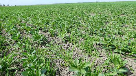 Cursus voor betere samenwerking akkerbouwers en melkveehouders natuurinclusieve landbouw - Veldpost