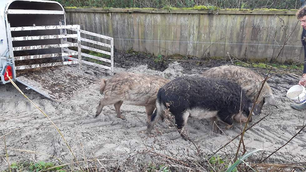 De Hongaarse wolvarkens verblijven sinds 23 oktober op een halve hectare grond van Terra MBO op het Het Suikerterrein in Groningen (GR). Ecolife is de eigenaar van de varkens.