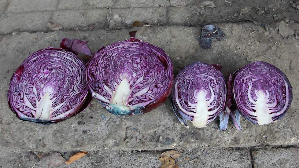 HAK wil kolen boven de 2,5 kilo op basis van gemiddeld gewicht. Boven de 3 kilo krijg je extra betaald. Daarom blijven de echt kleine kolen op het land achter. Hoe groter de kool, hoe kleiner de doorsnee van de kern. Deze kern (harten) worden er bij Hak u